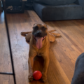   : Comet