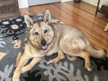   : Juno