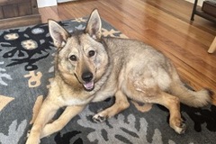   : Juno