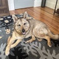   : Juno