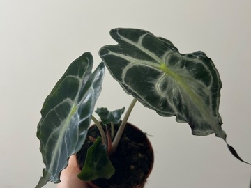 Sales: Alocasia venom 