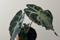 Sales: Alocasia venom 