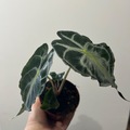 Sales: Alocasia venom 
