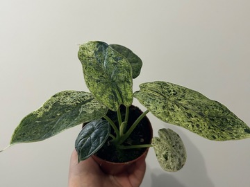 Sales: Alocasia dragon scale mint variegata 
