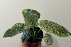 Sales: Alocasia dragon scale mint variegata 