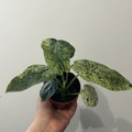 Sales: Alocasia dragon scale mint variegata 