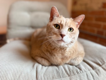   : Enzo