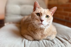   : Enzo