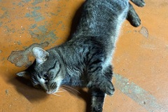   : Mico