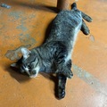   : Mico