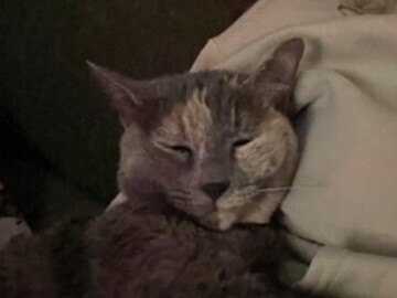   : Muffin