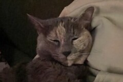   : Muffin