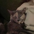   : Muffin