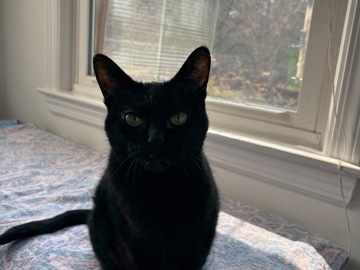   : Phoebe