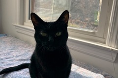   : Phoebe