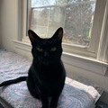   : Phoebe