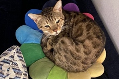   : Kiki