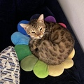  : Kiki