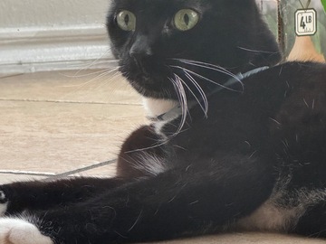   : Ebony
