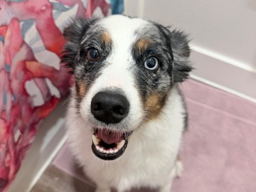   : Dottie 