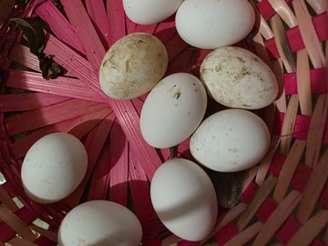 Selling with online payment: Chicken eggs for hatching or eating 