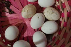 Selling with online payment: Chicken eggs for hatching or eating 
