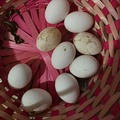 Selling with online payment: Chicken eggs for hatching or eating 