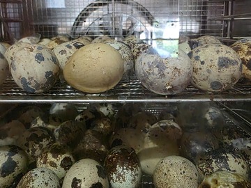 Selling with online payment: Quail eggs 