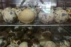 Selling with online payment: Quail eggs 