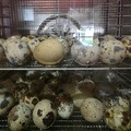 Selling with online payment: Quail eggs 
