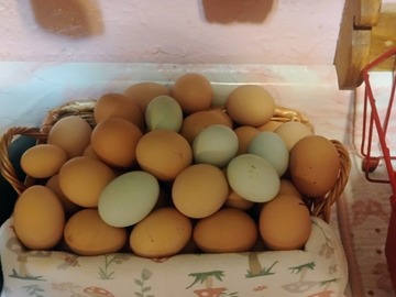 Selling with In-person Payment: Fresh Backyard eggs (Fairmont, Wv)