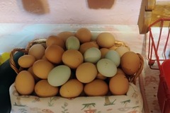 Selling with In-person Payment: Fresh Backyard eggs (Fairmont, Wv)
