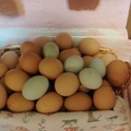 Selling with In-person Payment: Fresh Backyard eggs (Fairmont, Wv)