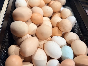 Selling with online payment: Farm fresh chicken eggs 