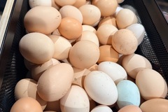 Selling with online payment: Farm fresh chicken eggs 