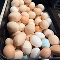Selling with online payment: Farm fresh chicken eggs 