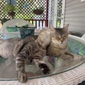   : Katniss and Dixie