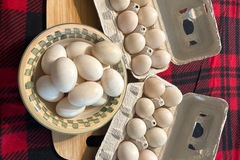 Selling with In-person Payment: Fresh Duck Eggs