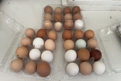 Selling with In-person Payment: Corn free/soy free mixed organic free range eggs 