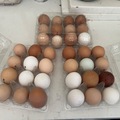 Selling with In-person Payment: Corn free/soy free mixed organic free range eggs 