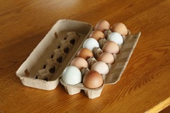 Selling with In-person Payment: Pasture-Raised, Multi-Colored Chicken Eggs