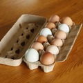 Selling with In-person Payment: Pasture-Raised, Multi-Colored Chicken Eggs