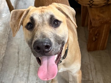   : Archie