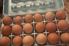 Selling with In-person Payment: Fresh Chicken Eggs