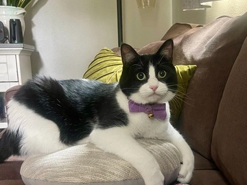   : Jasper 