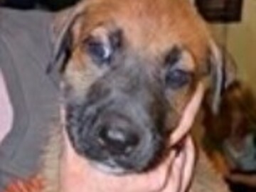   : Puppies