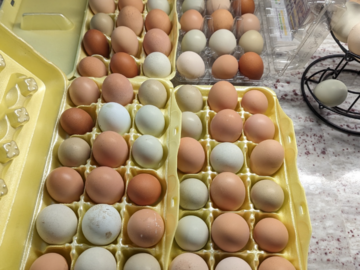 Selling with In-person Payment: Organic Farm Fresh eggs 