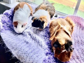   : Rosie, Ella and Penny