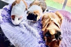   : Rosie, Ella and Penny