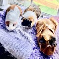   : Rosie, Ella and Penny